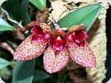 Bulbophyllum frostii x lobbii Black
